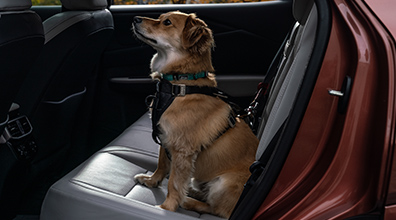  Kurgo Enhanced Strength Tru-Fit Dog Car Harness-Small: Associated Accessory Products (AAP)*,* 