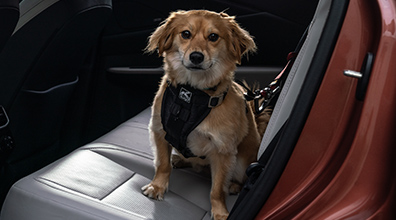  Kurgo Enhanced Strength Tru-Fit Dog Car Harness-Medium: Associated Accessory Products (AAP)*,* 