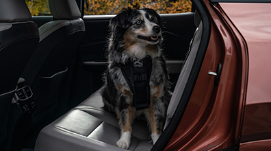  Kurgo Enhanced Strength Tru-Fit Dog Car Harness-Large: Associated Accessory Products (AAP)*,* 