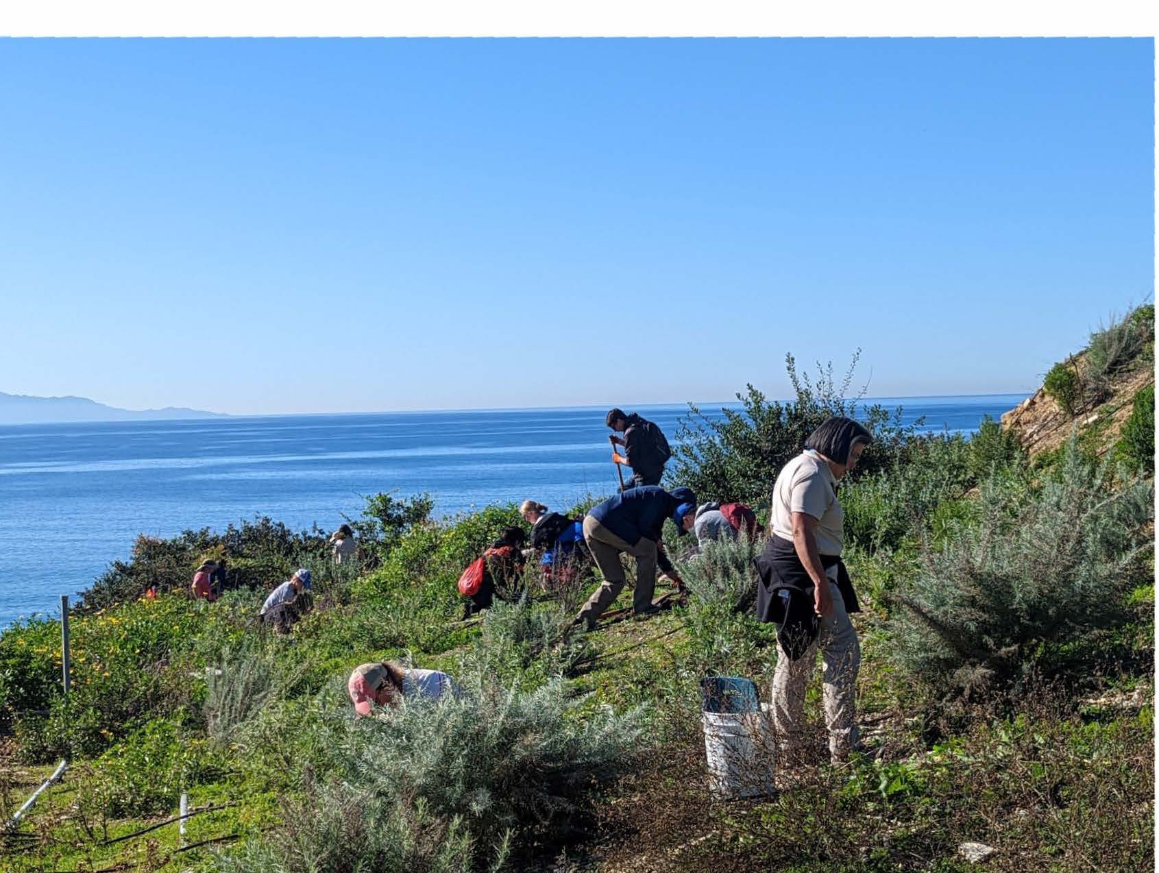 Volunteers plant native plants near coast at Abalone Cove Ecological Reserve in Rancho Palos Verdes,Map of California Floristic Province