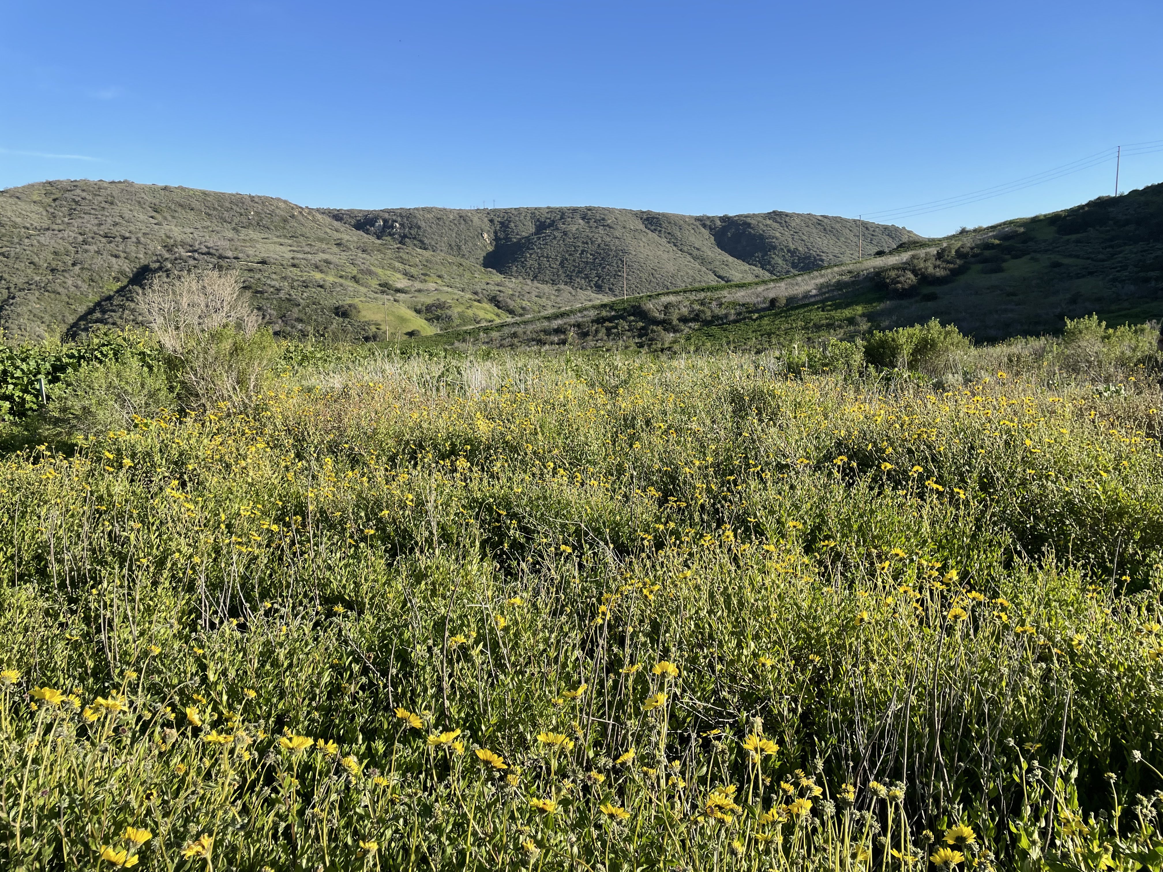 Coastal sage scrub vegetation and perennial grasslands in the Moro Canyon,Volunteers pose for a picture on a trail in the Edgewood County Park and Natural Preserve in San Mateo County