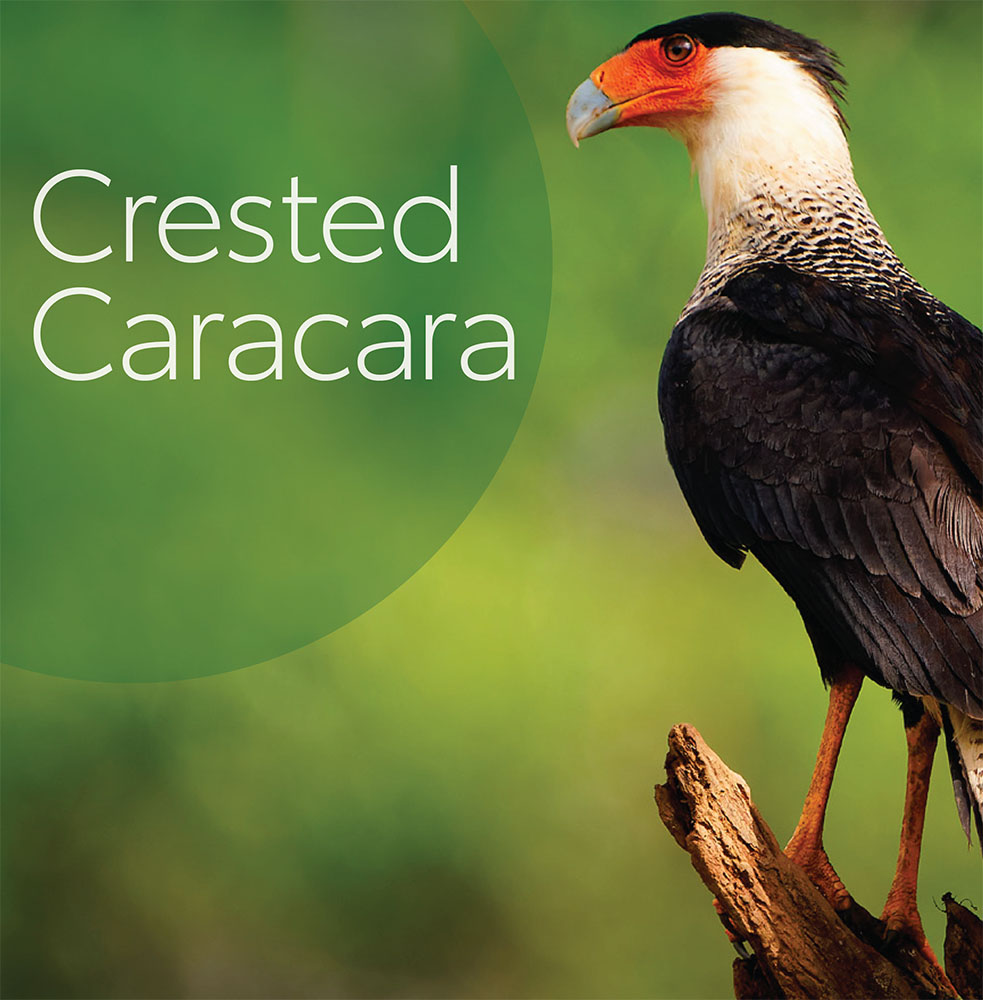 Majestic Crested Caracara card