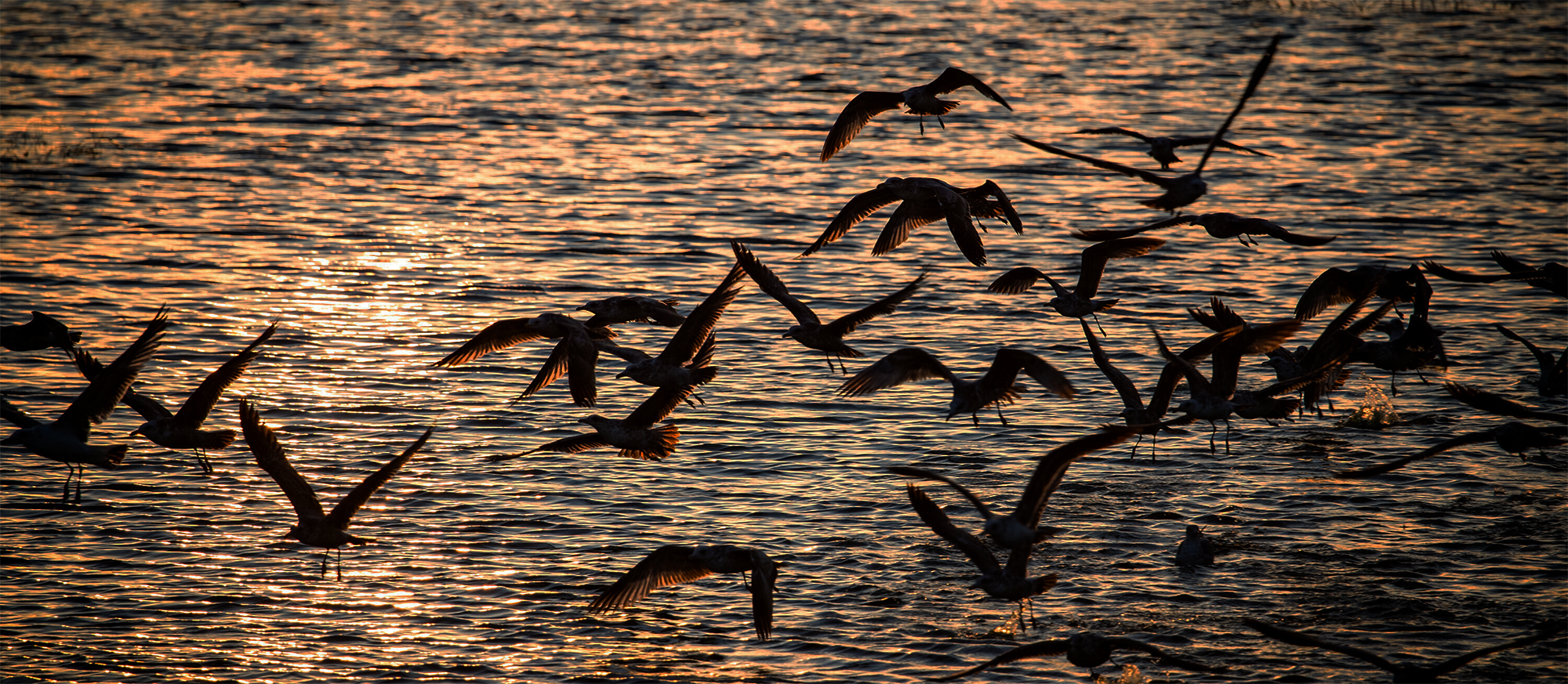 Nature_Positive_header4