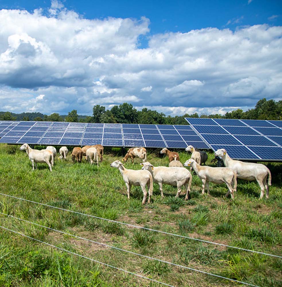 Why Solar Panels and Sheep are Perfect Together